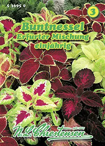 Buntnessel-Samen Chrestensen Buntnessel Erfurter Mischung