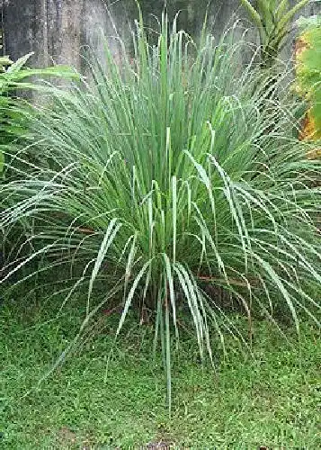 Zitronengras-Samen Tropica, Kräuter, Zitronengras, 100 Samen