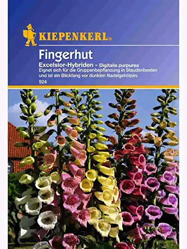 Fingerhut-Samen Kiepenkerl, Blumen-Saatgut Digitalis purpurea