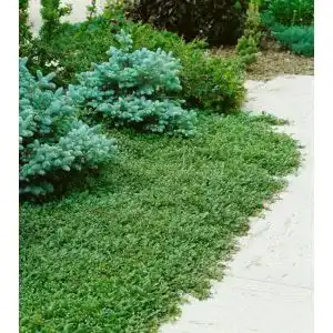 Bodendecker PlantaPro Cotoneaster dammeri radicans, 10 Stück