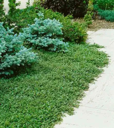 Bodendecker PlantaPro Cotoneaster dammeri radicans, 10 Stück