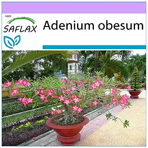 Bonsai-Samen Saflax, Bonsai, Wüstenrose, 8 Samen
