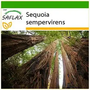 Mammutbaum-Samen Saflax, Küsten-Mammutbaum, 50 Samen