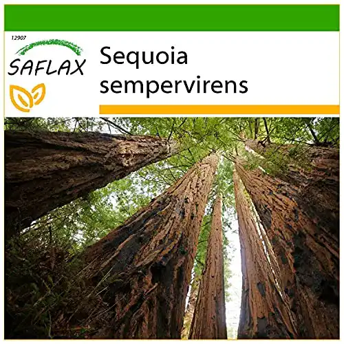 Mammutbaum-Samen Saflax, Küsten-Mammutbaum, 50 Samen