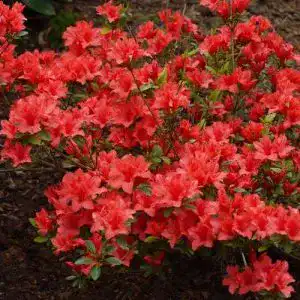 Rhododendron (orange) GardenersDream Azalea japonica Orange