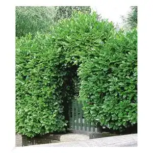 Heckenpflanzen BALDUR Garten Kirschlorbeer Hecke, 10 Pflanzen