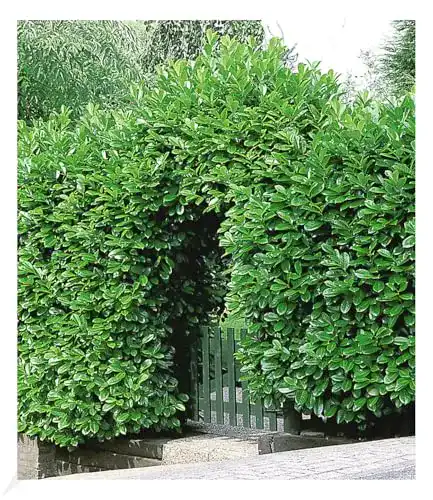 Kirschlorbeer BALDUR, 10 Pflanzen Prunus laurocerasus winterhart
