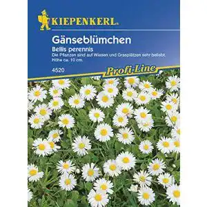 Gänseblümchen-Samen Kiepenkerl Gänseblümchen Bellis perennis