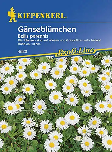 Gänseblümchen-Samen Kiepenkerl Gänseblümchen Bellis perennis