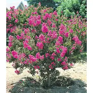 Flieder BALDUR Garten des Südens, Lagerstroemia Indica