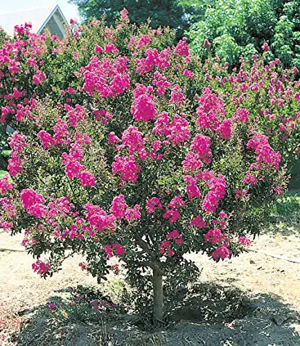 Flieder BALDUR Garten des Südens, Lagerstroemia Indica