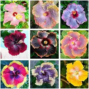 Hibiskus-Samen DCXMJQ 100 Stück Gemischt Exotisch