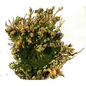 Rose von Jericho NATURIDEEN ® 1 Stück