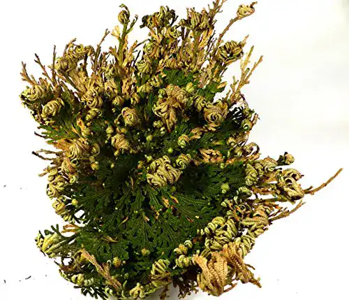Rose von Jericho NATURIDEEN ® 1 Stück