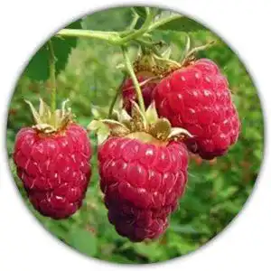 Beeren-Samen Samenquelle.de Riesen Himbeere, ca. 50 Samen