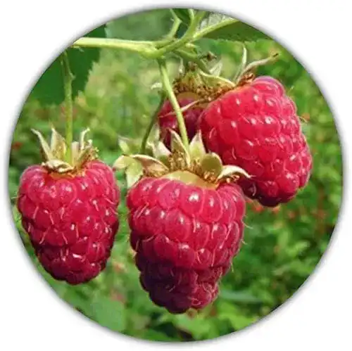 Beeren-Samen Samenquelle.de Riesen Himbeere, ca. 50 Samen