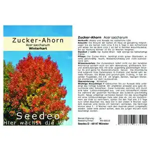 Ahorn-Samen Seedeo ® Zucker-Ahorn, 20 Samen
