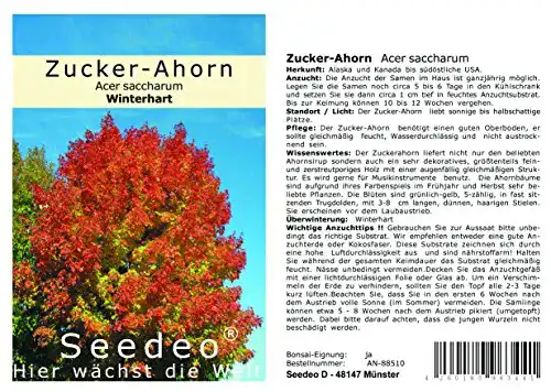 Ahorn-Samen Seedeo ® Zucker-Ahorn, 20 Samen