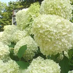 Rispenhortensie mein schöner Garten ‘Limelight’ 20-40cm