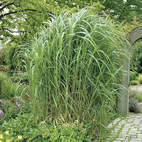 Die beste Chinaschilf Garten Schlüter Riesen Pflanzen Miscanthus Giganteus 2026 Test Bestseller Chinaschilf Garten Schlüter Riesen Pflanzen Miscanthus Giganteus