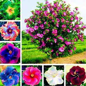 Hibiskus-Samen Oce180anYLVUK, 300 Stück Beutel, Riesenform