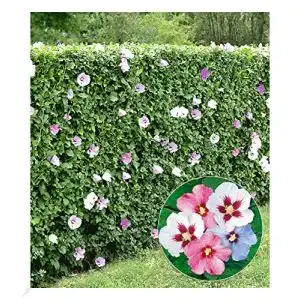 Hibiskus-Pflanze BALDUR Garten Hibiskus-Hecke, 5 Pflanzen