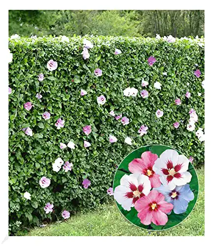 Hibiskus-Pflanze BALDUR Garten Hibiskus-Hecke, 5 Pflanzen
