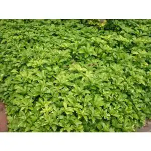 Dickmännchen Baumschule Bultjer Bodendecker Pachysandra