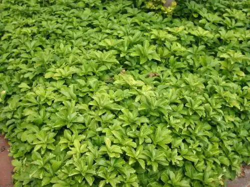 Dickmännchen Baumschule Bultjer Bodendecker Pachysandra
