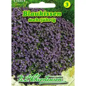 Blaukissen-Samen Chrestensen Blaukissen ‘Aubrieta cultorum’