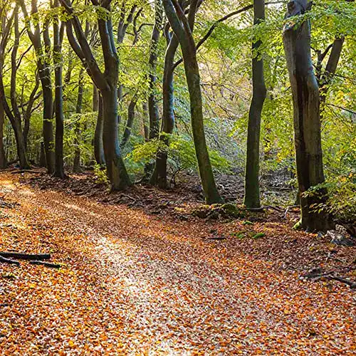 Buchensamen LNuyoah 200 Stück Buche samen Natürliches Wachstum