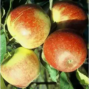 Apfelbaum Jonagold Müllers Grüner Garten Shop, Winterapfel