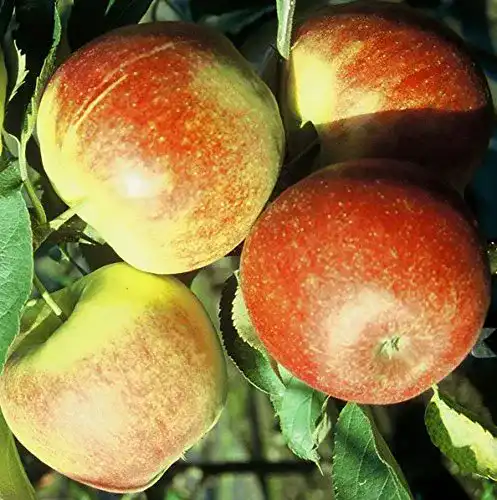 Apfelbaum Jonagold Müllers Grüner Garten Shop, Winterapfel