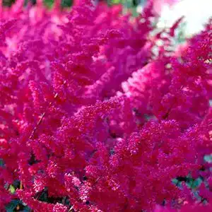 Astilbe PlantaPro Prachtspiere Fanal, arendsii