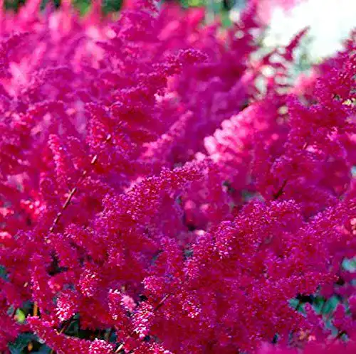 Astilbe PlantaPro Prachtspiere Fanal, arendsii