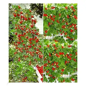 Klettererdbeere BALDUR Garten Erdbeer-Kollektion Hummi®, 4 Pfl.