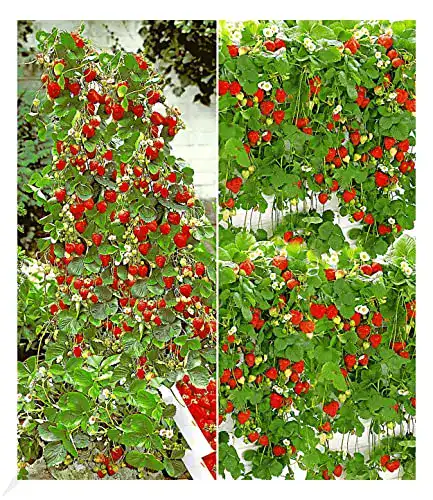 Klettererdbeere BALDUR Garten Erdbeer-Kollektion Hummi®, 4 Pfl.
