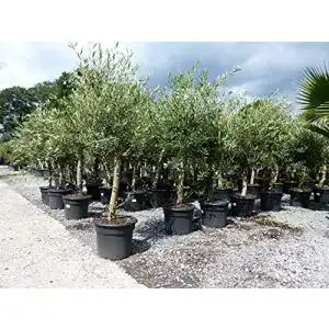 Olivenbaum JH Grünwaren GmbH & Co. KG Olive ‘Angebot’ 160-180