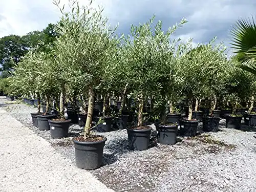 Olivenbaum JH Grünwaren GmbH & Co. KG Olive ‘Angebot’ 160-180