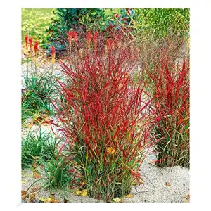 Ziergras BALDUR-Garten GmbH winterhart Roter Strahl, 1 Pflanze