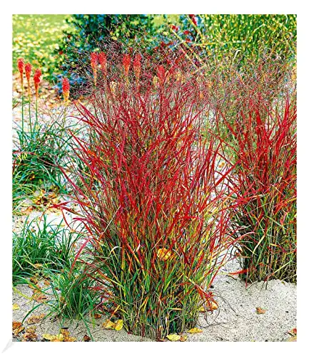 Ziergras BALDUR-Garten GmbH winterhart Roter Strahl, 1 Pflanze