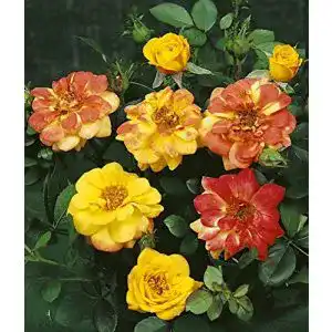 Zwergrose Rosen Union Zwergrose ‘Bunter Kobold’ -R-