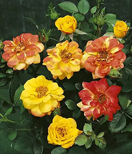 Zwergrose Rosen Union Zwergrose ‘Bunter Kobold’ -R-