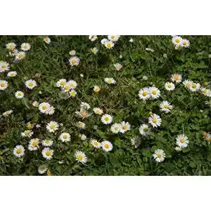 Gänseblümchen-Samen KräuMa Wildes Gänseblümchen