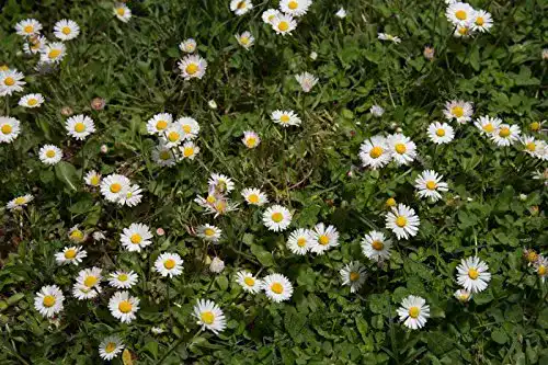 Gänseblümchen-Samen KräuMa Wildes Gänseblümchen