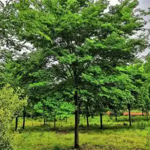 Buchensamen LNuyoah 200 Stück Buche Samen Immergrüne Laubbäume