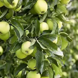 Weißer Klarapfel Pflanzen Für Dich, Malus domestica im 7,5L Topf