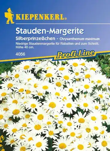 Chrysanthemen-Samen Kiepenkerl Staude, ‘Silberprinzesschen’