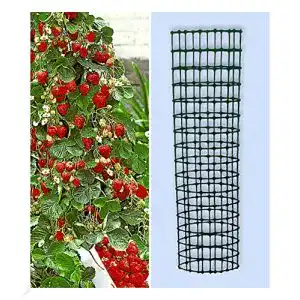 Klettererdbeere BALDUR Garten Kletter-Erdbeere ‘Hummi®
