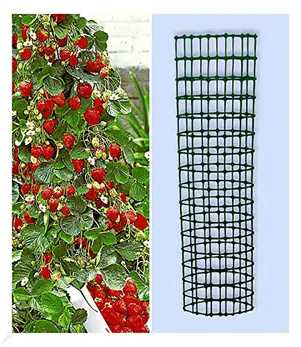 Klettererdbeere BALDUR Garten Kletter-Erdbeere ‘Hummi®